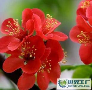基地直銷優(yōu)質(zhì)花卉苗木 西府海棠、帖梗海棠與紅寶石海棠